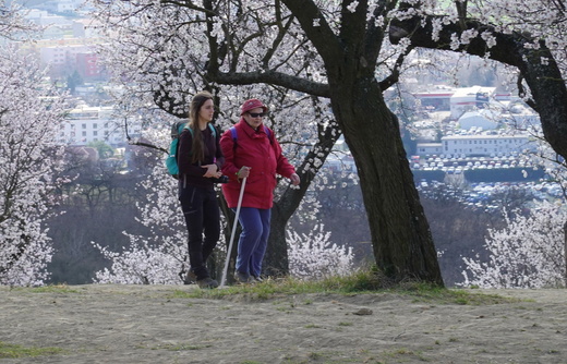 rozkvetle-mandlonove-sady-v-hustopecich-u-brna-jpg